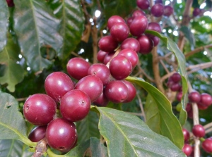 Coffee berries, nearly ripe and ready for harvesting.