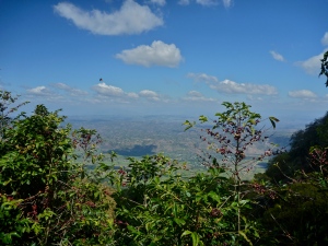 A view over the coffee plants on the flanks of San Vicente Volcano.